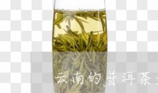 普洱茶是一种什么茶 普洱茶是一种什么茶